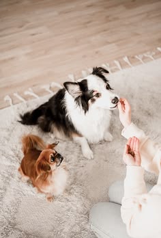 The Secret to Low-Maintenance Pet Care: What Actually Makes a Routine Easier